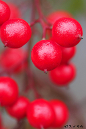 Winter Berries at Gio-ji